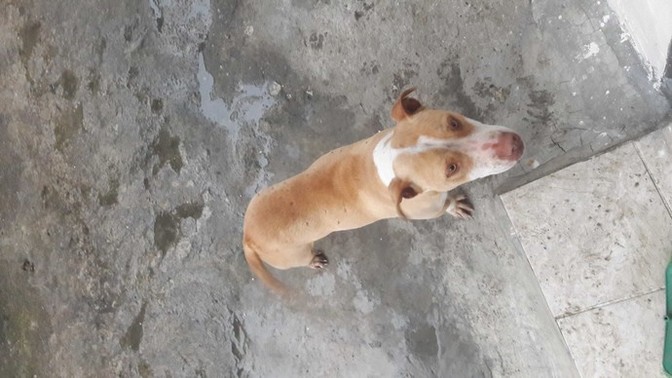 Köpegin cinsi ne?