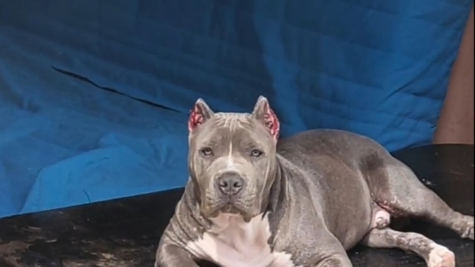 Pitbull sahibine saldırır mı?