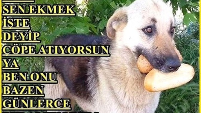Sokak hayvanları için neler yapabiliriz?
