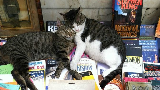 Siz kedi insanı mısınız, köpek mi?