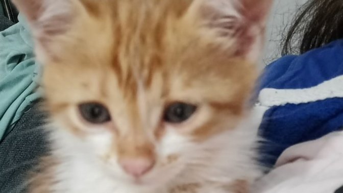 Siz olsanız ne yapardınız çok acil?