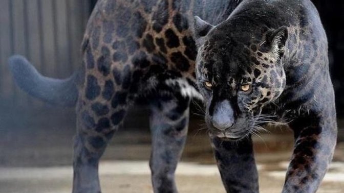 Siyah leopar evcil hayvan olsaydı, evde bakar mıydın?