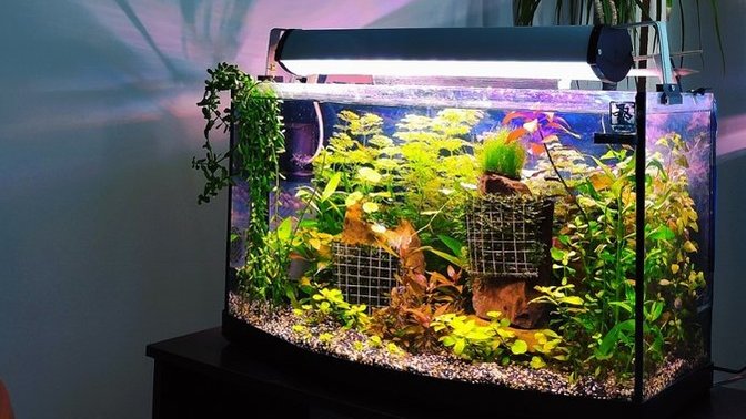 Aramızda akvaryum çılgınları var mı?