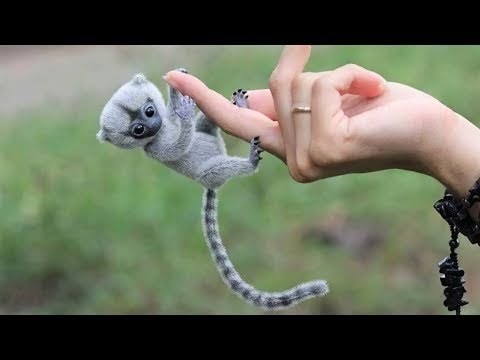 Evcil hayvan beslemek istiyorum diyen birisine hangi hayvanı önerirsin?