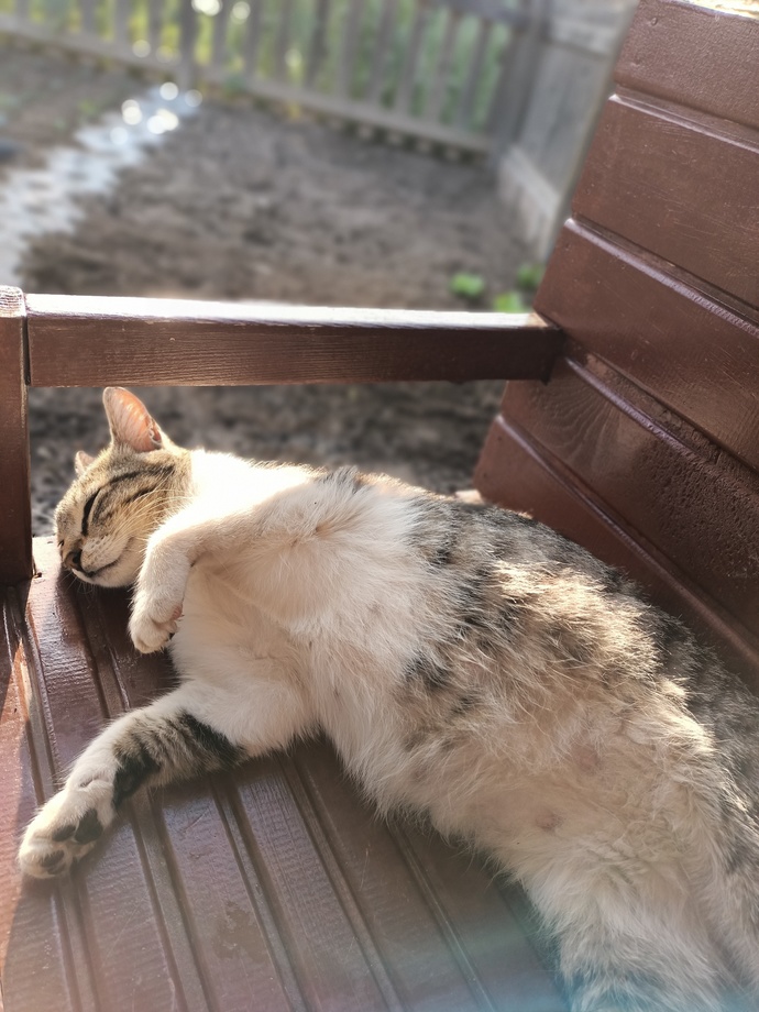 Boyun posun devrilsin Cezmi Berk hangi kedinin peşindesin yine