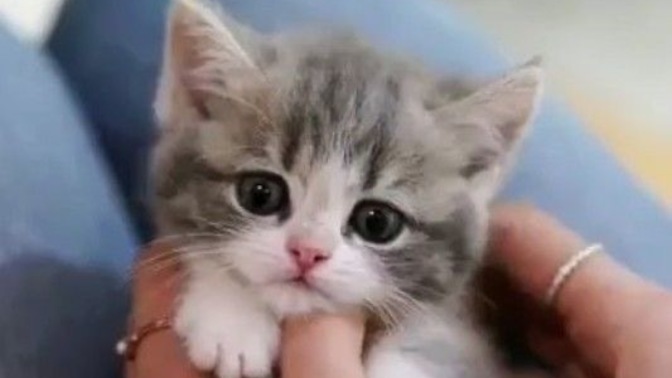 Kedi sahiplendim, sizce ismi ne olmalı?
