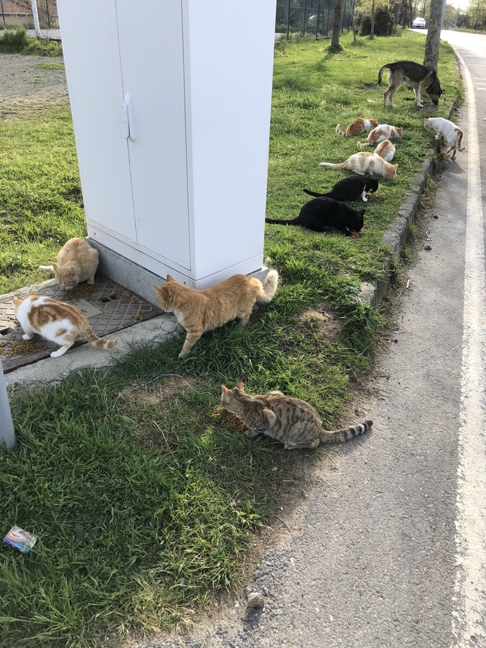 Dünyanın en tatlış hayvanları sizce hangisi?