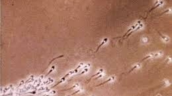 Sperm cilde ve daha birçok şeye iyi geliyormuş deneyen var mı?