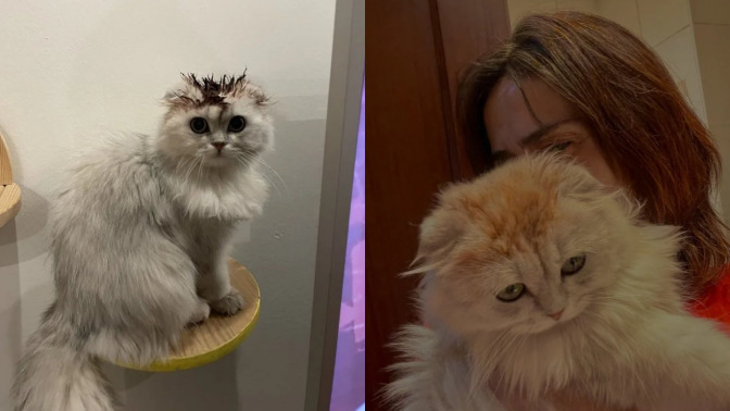 Yıldız Tilbe kedisinin tüylerini boyamış. Olur mu böyle şey?