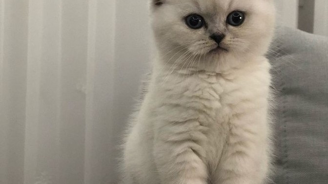 Evde Kedi Bakmak Zor Mu?