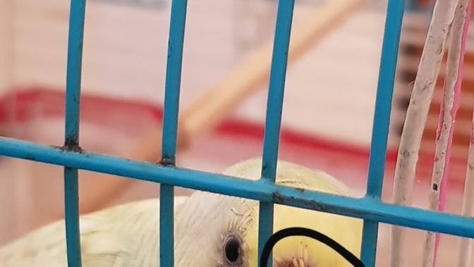 Kuşumun burnunda çıkan bu dikenlere karşı ne yapabilirim?