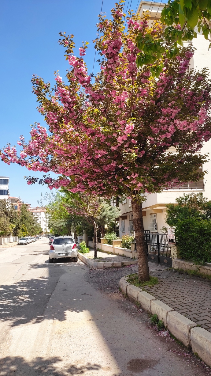 İlkbahar ayını sever misiniz?
