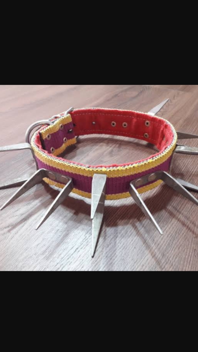Çoban köpek tasmaları arasındaki fark?