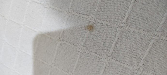 Kedimin kalktığı yerde böyle leke vardı, sebebi nedir?