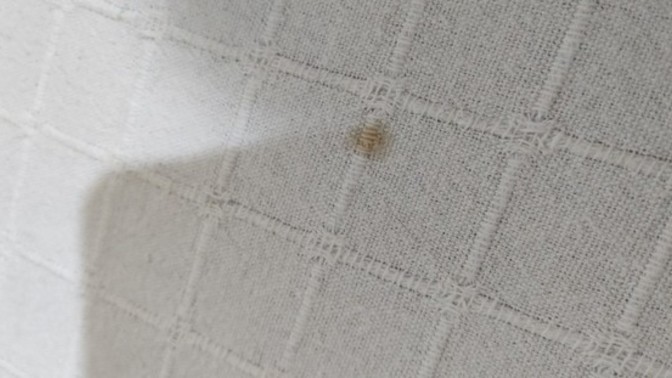 Kedimin kalktığı yerde böyle leke vardı, sebebi nedir?