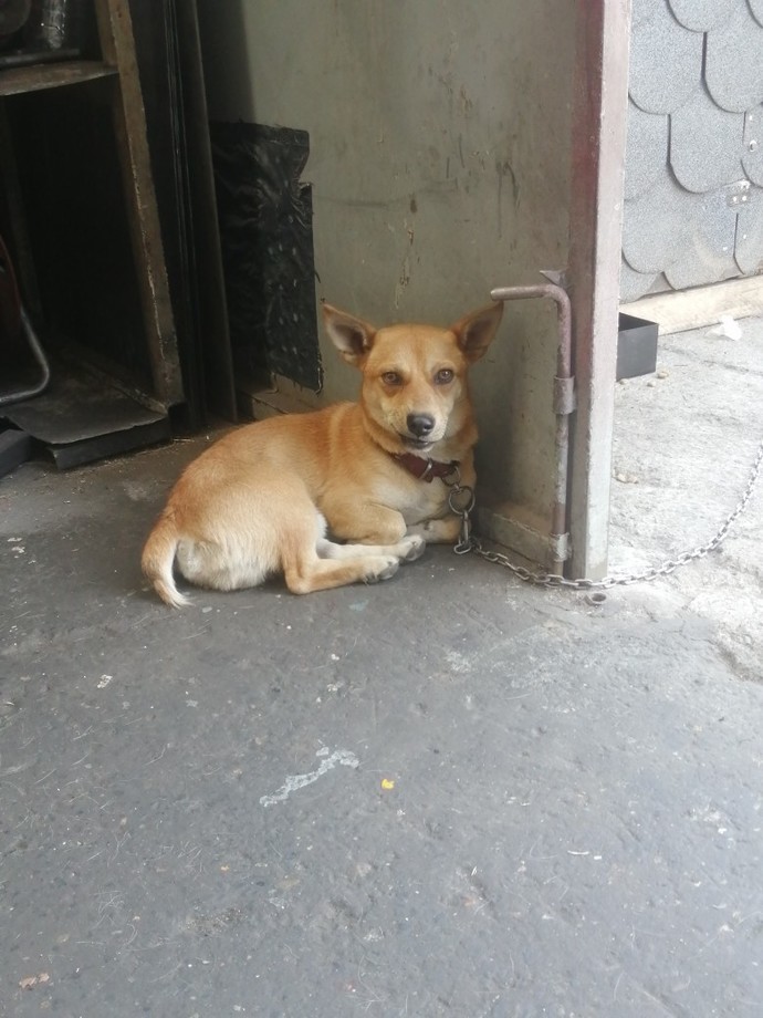Bu minnoş köpüş sizce de tatlı değil mi 😍?