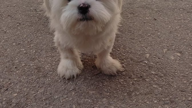 Bu minnoş köpüş sizce de tatlı değil mi 😍?