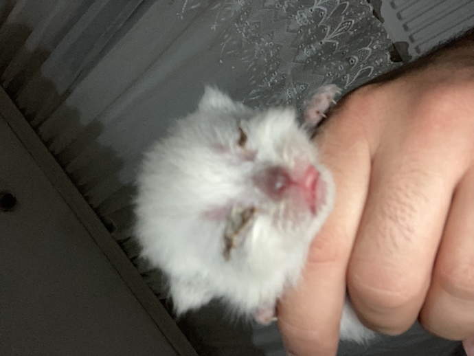 Kedi gözünde olan iltihap nasıl geçirilir?