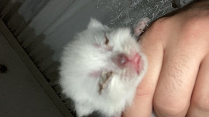 Kedi gözünde olan iltihap nasıl geçirilir?