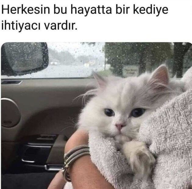 🐱