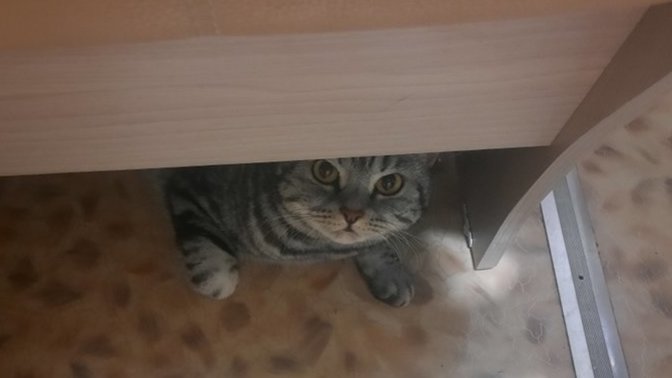 Çekirdeğin yanına kola mı yoksa senin yanına ben mi?