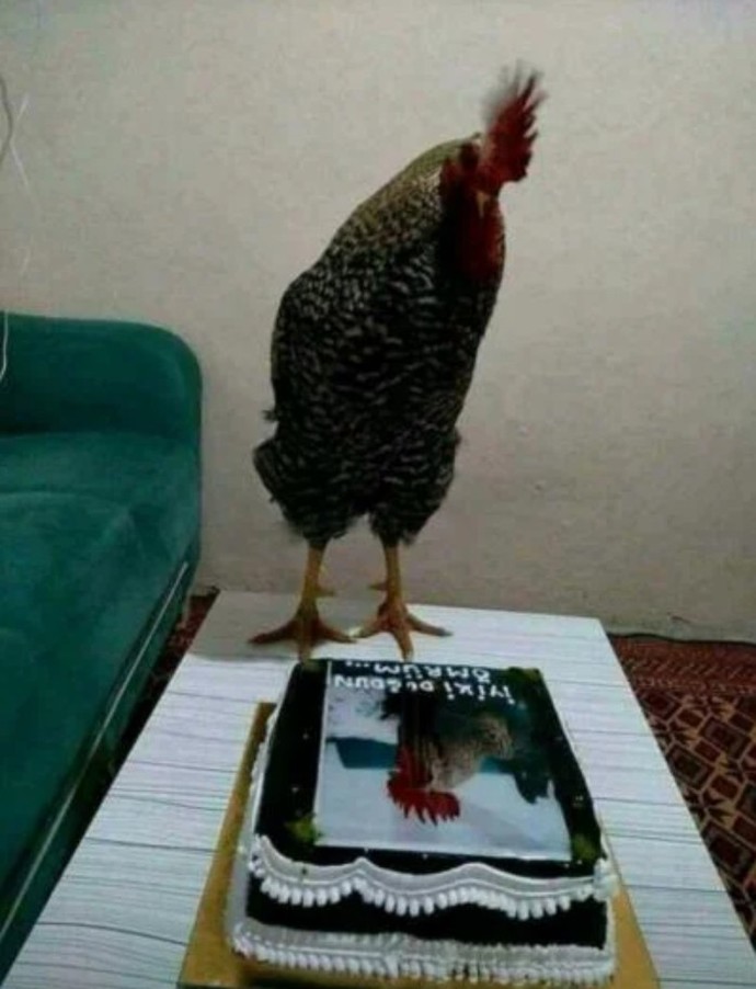 Arkadaşlar, bugün horozum Kuddisi Berkin doğum günü, evcil hayvanınızın doğum gününü kutlar mısınız?