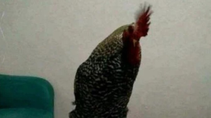 Arkadaşlar, bugün horozum Kuddisi Berk'in doğum günü, evcil hayvanınızın doğum gününü kutlar mısınız?