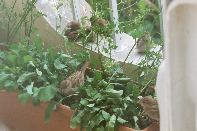 Bağ bahçe işi sever misiniz🍇?