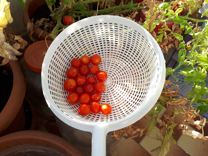 Bağ bahçe işi sever misiniz🍇?