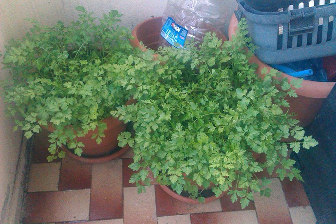Bağ bahçe işi sever misiniz🍇?