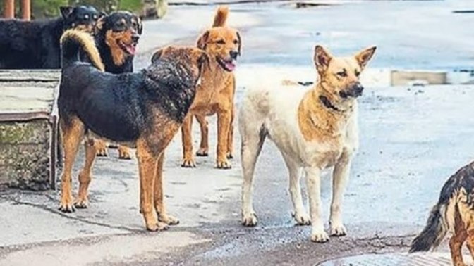 Sokak köpeklerine ödül maması verilir mi?