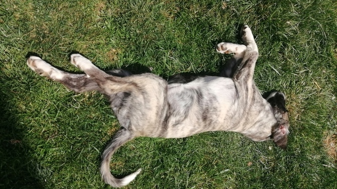 Sokaktan baktığım köpek yavrularından birisi hiç kilo almıyor neden?