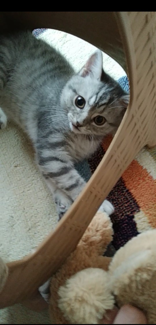 Herkes bir miyu bırakabilir mi buraya? Sever misiniz miyuları?