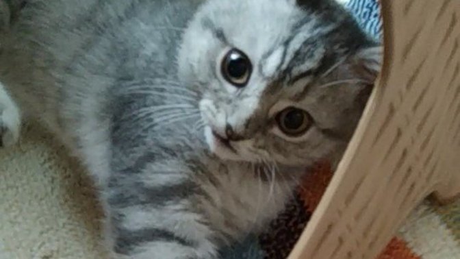 Herkes bir miyu bırakabilir mi buraya? Sever misiniz miyuları?