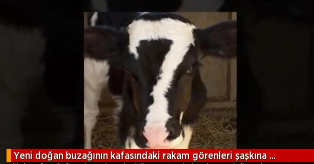 Buzağı kafasında 7 rakamıyla doğdu! Sizin uğurlu sayınız nedir?
