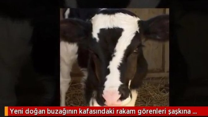Buzağı kafasında 7 rakamıyla doğdu! Sizin uğurlu sayınız nedir?