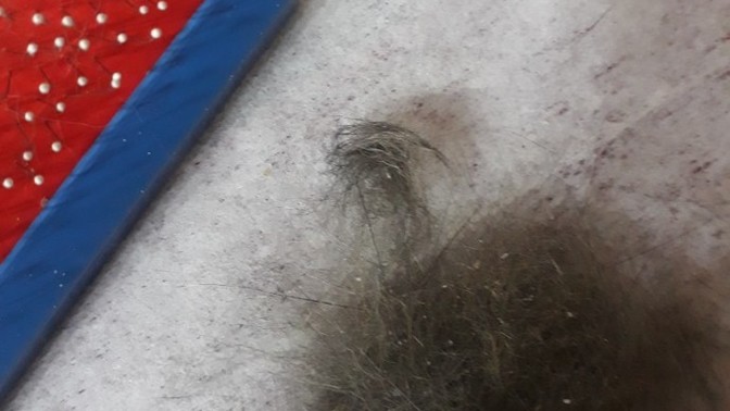 Kedim taranmayı sevmiyor sevmesi için ne yapmalıyım?