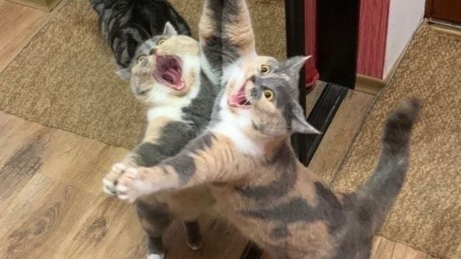 Kedim kızgınlığa girdi, ne yapmalıyım?
