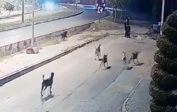 Sokakta yürürken köpek ordusunun saldırısına uğradı! Köpeklerle karşılaştığınızda ne yapıyorsunuz?