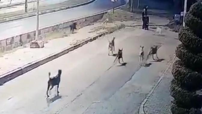 Sokakta yürürken köpek ordusunun saldırısına uğradı! Köpeklerle karşılaştığınızda ne yapıyorsunuz?