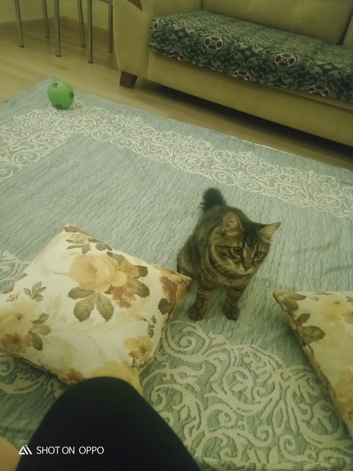 Kedimiz Çakır güzel mi?