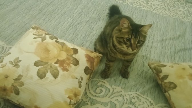 Kedimiz Çakır güzel mi?