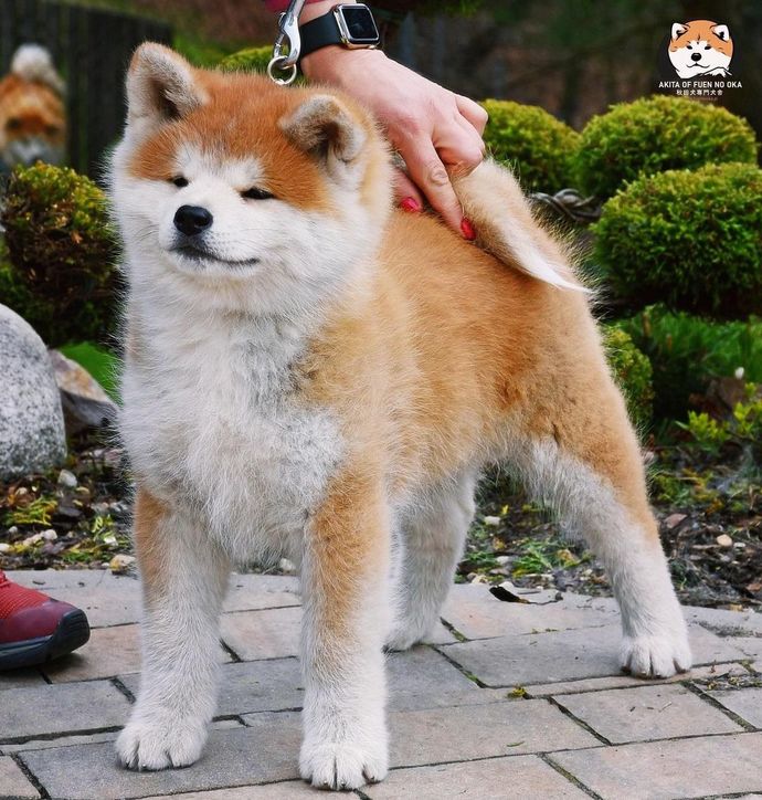 Kedi mi bakmak zordur, köpek mi?