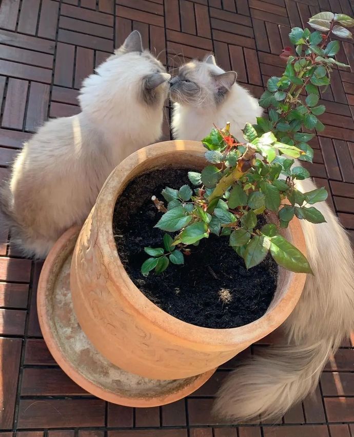 Kedi mi bakmak zordur, köpek mi?
