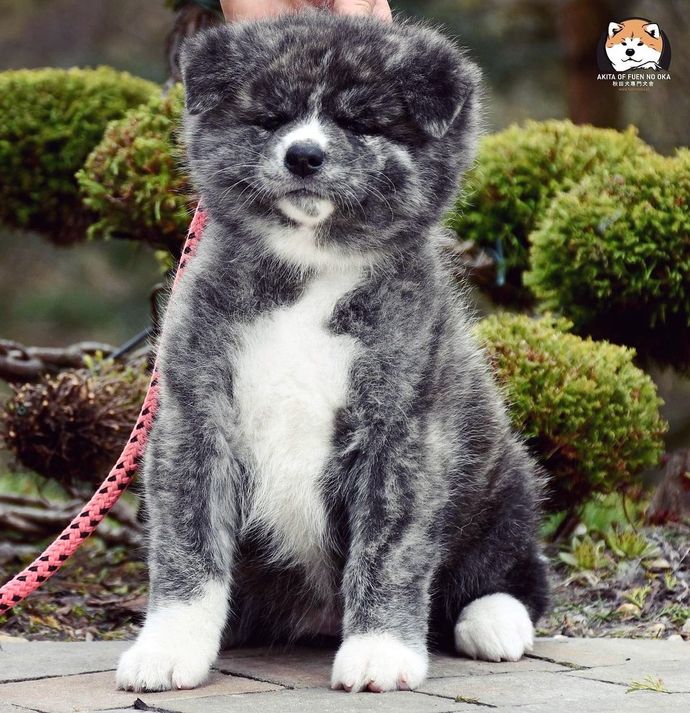 Kedi mi bakmak zordur, köpek mi?