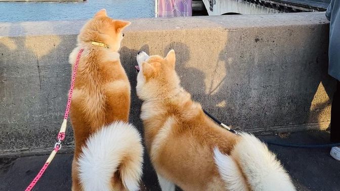 Kedi mi bakmak zordur, köpek mi?