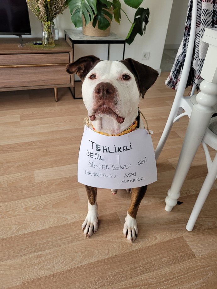 Bir hayvan en fazla ne kadar tehlikeli olabilir?
