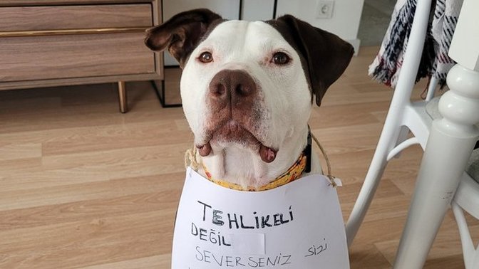Bir hayvan en fazla ne kadar tehlikeli olabilir?