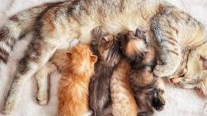 Kedi doğum yaptıktan 1 hafta sonra felan kızgınlığa girer mi?