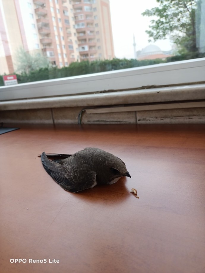 Hayatınızda hiç ebabil kuşu görmüşmüydünüz?